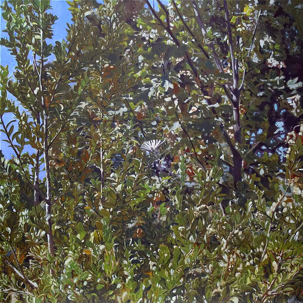 Busch in der Provence mit Schmetterling