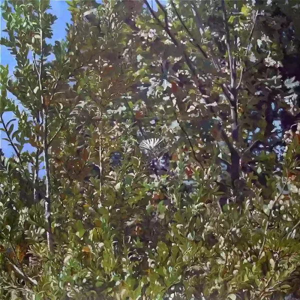 Busch in der Provence mit Schmetterling